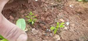 Frail but SO powerful - New Buds of Plants