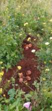 Our Yummy Potatoes