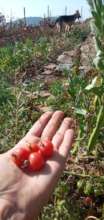 Our Yummy Tomatoes