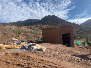 Tin-Amoud, at the seeds'!, in Tamazight