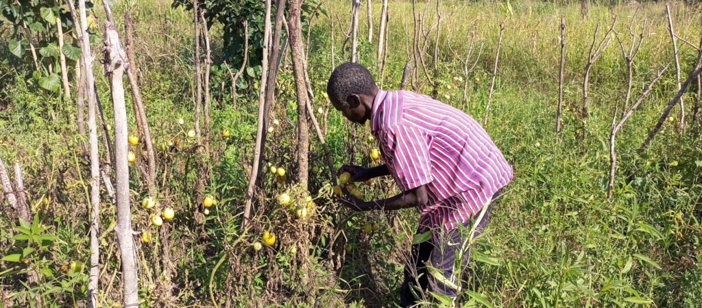 Mathew harvesting his Tomatoes