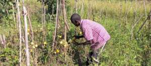 Mathew harvesting his Tomatoes