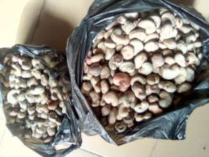 Showing some cashew seeds donated by students
