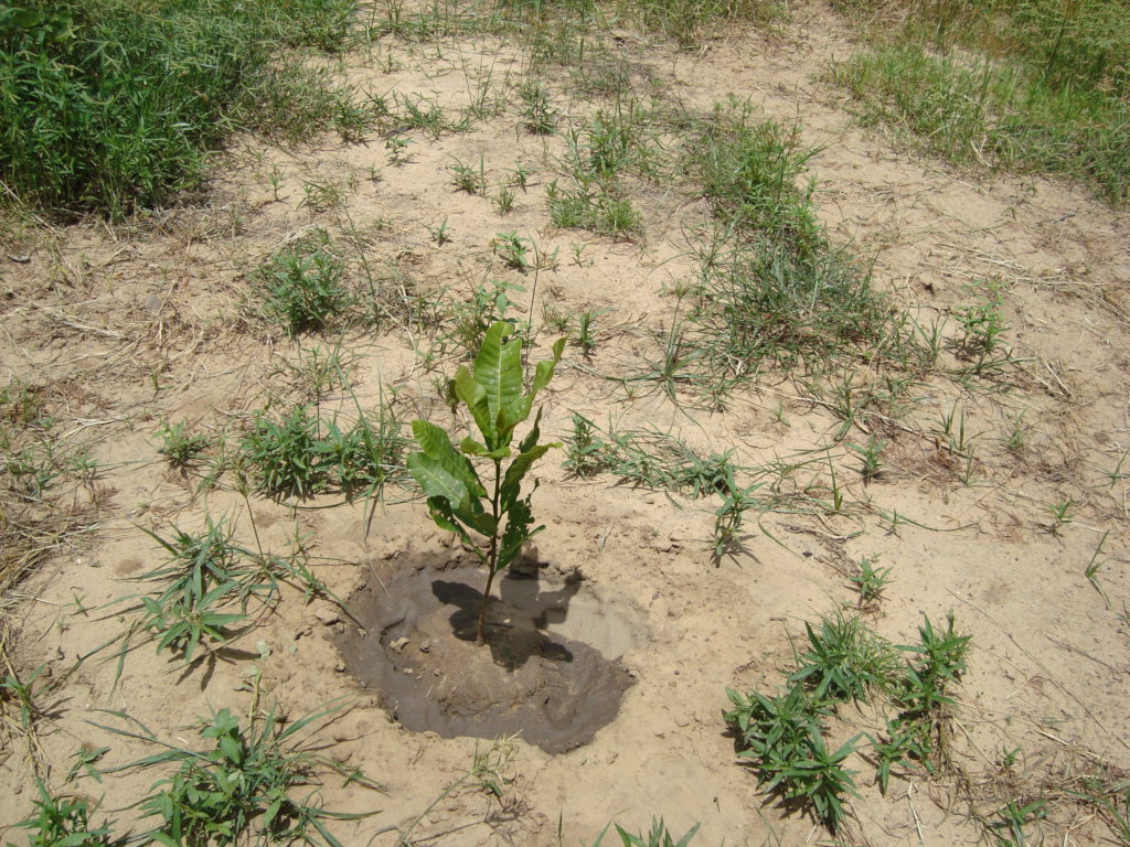 PLANT 100 FRUIT TREES IN EACH SCHOOL