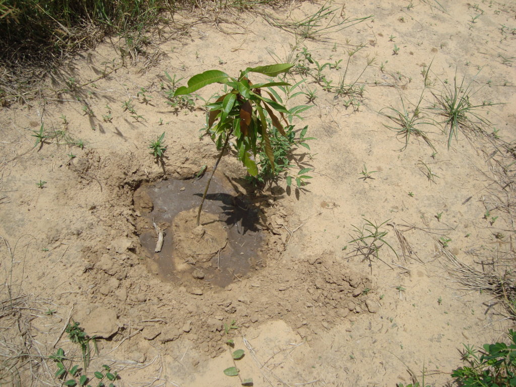 PLANT 100 FRUIT TREES IN EACH SCHOOL