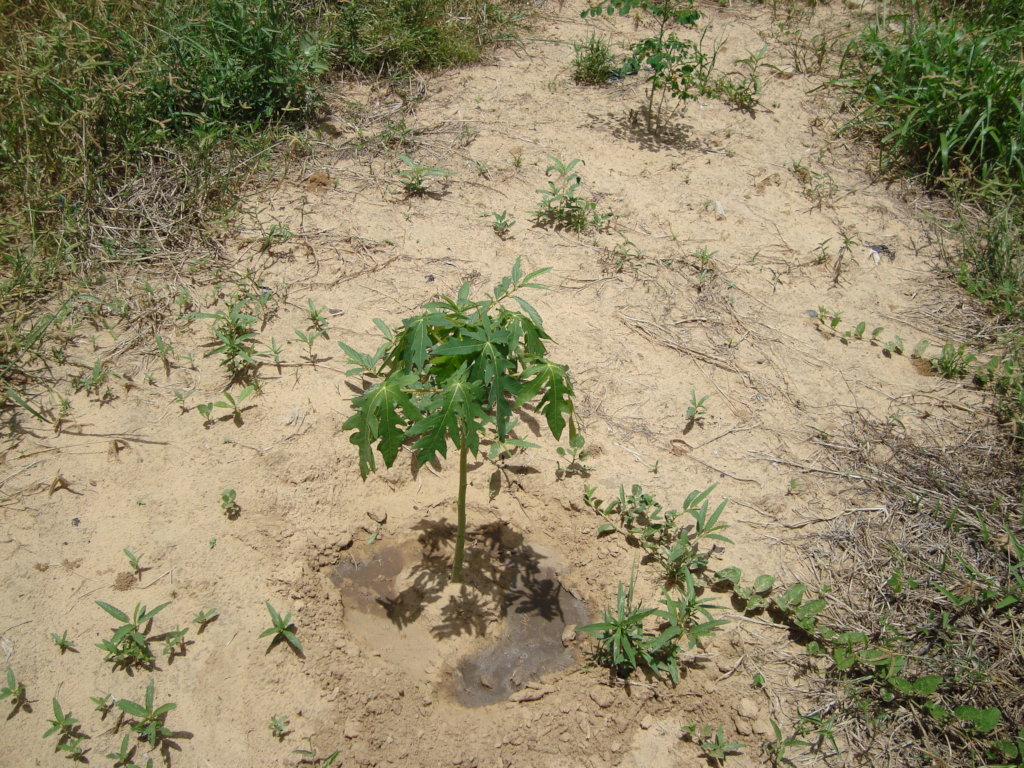 PLANT 100 FRUIT TREES IN EACH SCHOOL