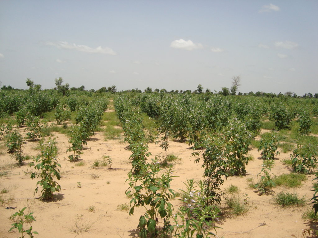 PLANT 100 FRUIT TREES IN EACH SCHOOL
