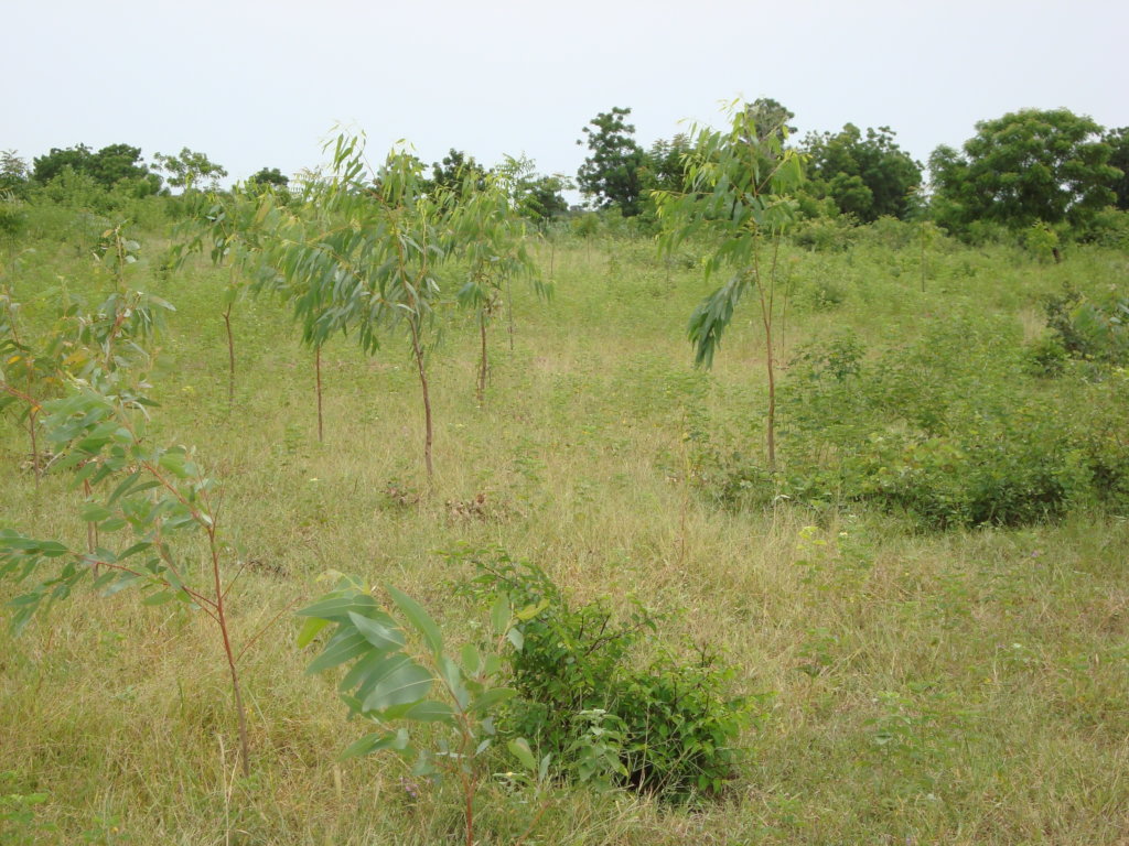 PLANT 100 FRUIT TREES IN EACH SCHOOL