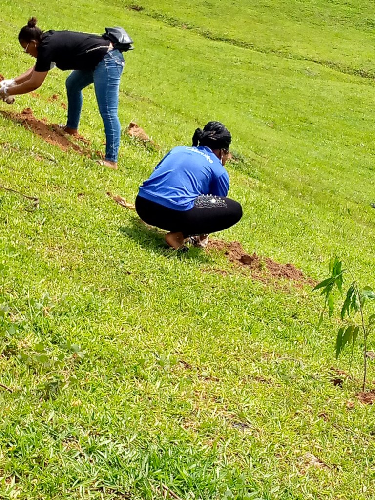 PLANT 100 FRUIT TREES IN EACH SCHOOL