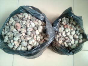 Cashew seed donated by volunteer school pupils
