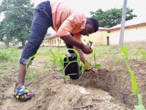 Volunteer watering the trees