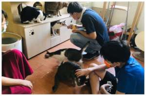 Youth participating stray cats caring plan