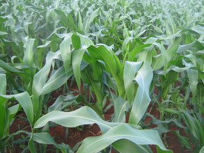 Corn growing during second planting