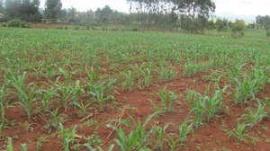 AYA Farm April 2011
