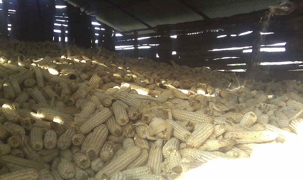 Harvested Corn