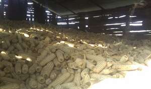 Harvested Corn