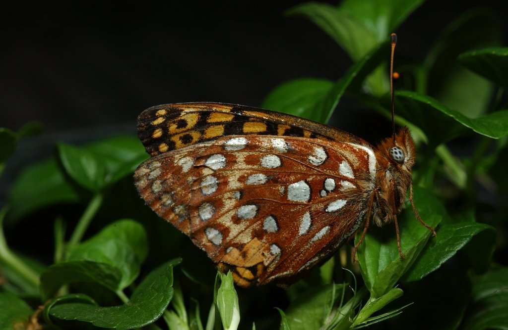 Saving Endangered Pacific Northwest Butterflies