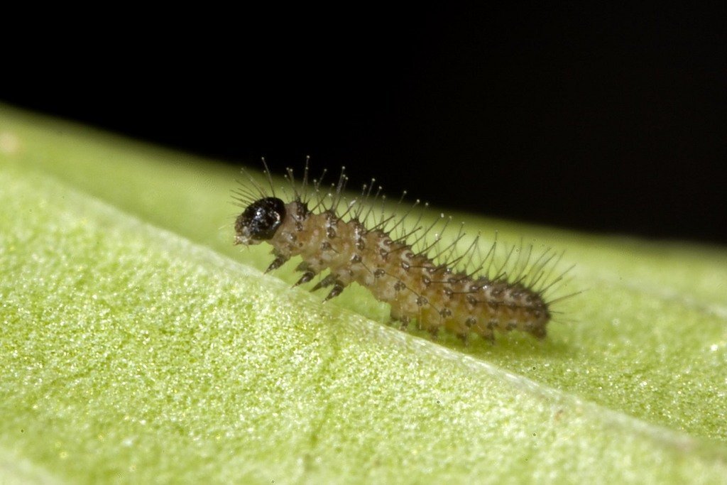 Saving Endangered Pacific Northwest Butterflies