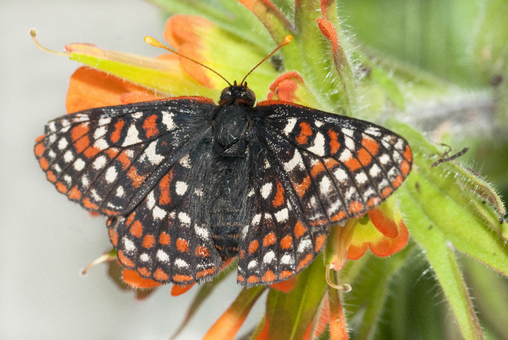 Saving Endangered Pacific Northwest Butterflies