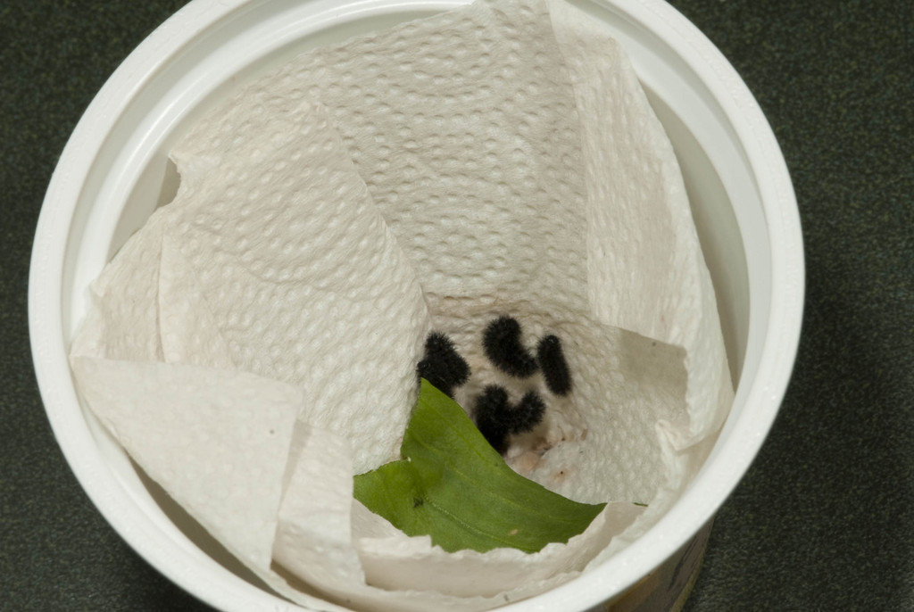 Saving Endangered Pacific Northwest Butterflies