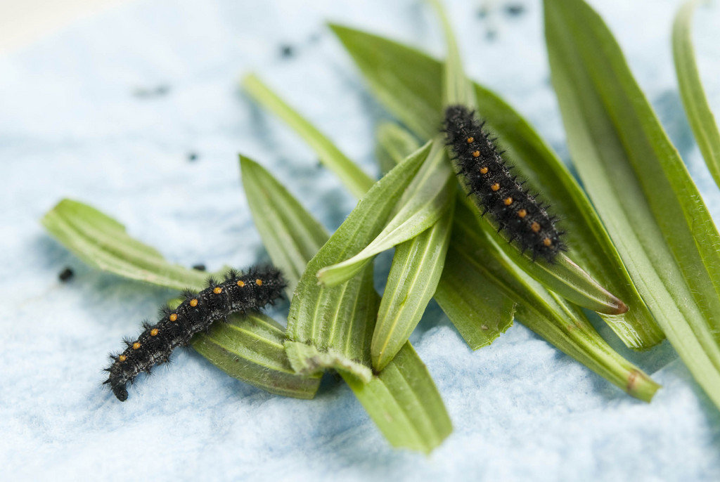 Saving Endangered Pacific Northwest Butterflies