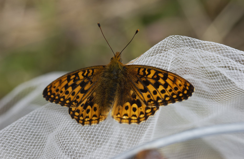 Saving Endangered Pacific Northwest Butterflies