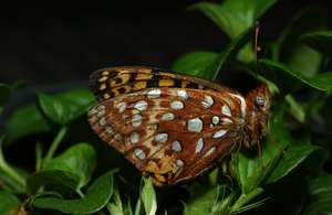The endangered Oregon silverspot butterfly