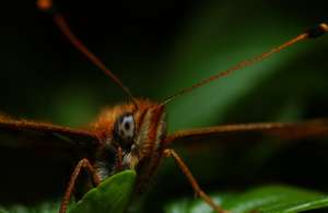 Saving silverspots