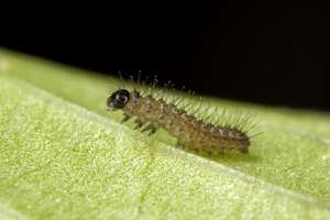 One of our 3,000+ silverspot caterpillars
