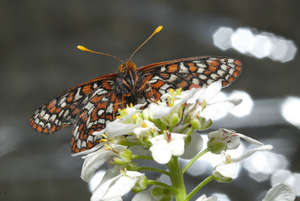 The endangered Taylor’s checkerspot butterfly