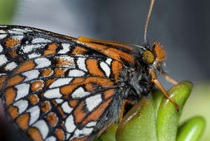 Saving Endangered Pacific Northwest Butterflies