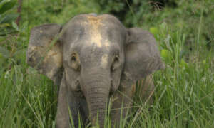 Christy Williams/WWF Myanmar