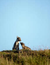Seppo Keranen / WWF
