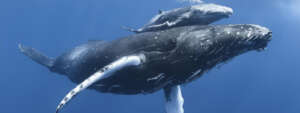 naturepl.com / Tony Wu / WWF