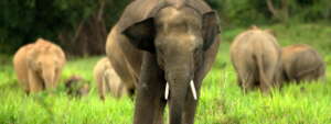 WWF-Thailand / Wayuphong Jitvijak
