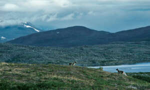 Seppo Keranen / WWF