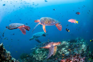 Antonio Busiello/WWF-US