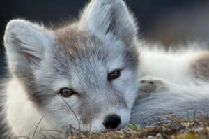 naturepl.com / Wild Wonders of Europe / de la L