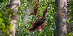 WWF Indonesia/JEJE