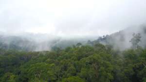 WWF Indonesia/Jane Ridho