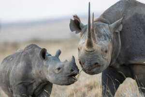 naturepl.com / Will Burrard-Lucas / WWF