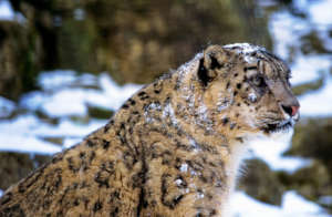 David Lawson/ WWF-UK