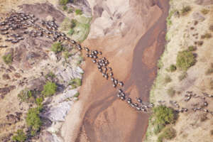 Martin Harvey / WWF