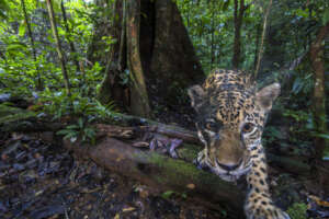Emmanuel Rondeau / WWF France