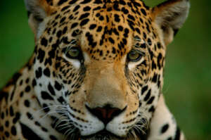 Staffan Widstrand / WWF