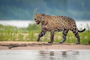 Richard Barrett / WWF-UK