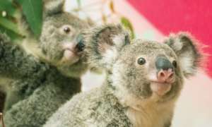 WWF Australia