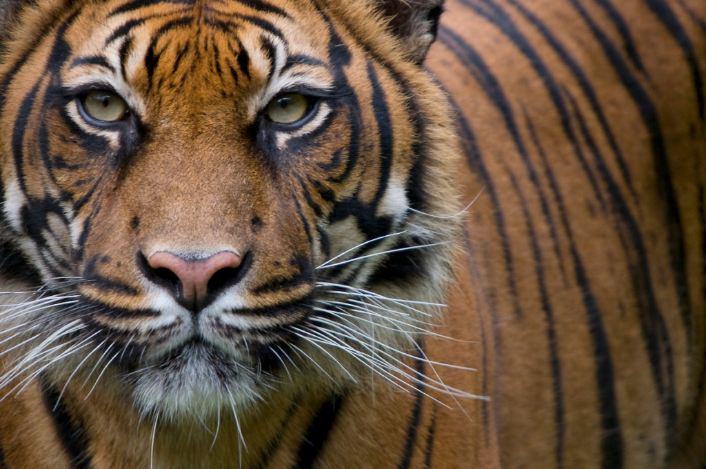 Protect Endangered Species
