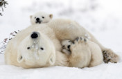 Protect Endangered Species