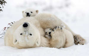 Protect Endangered Species